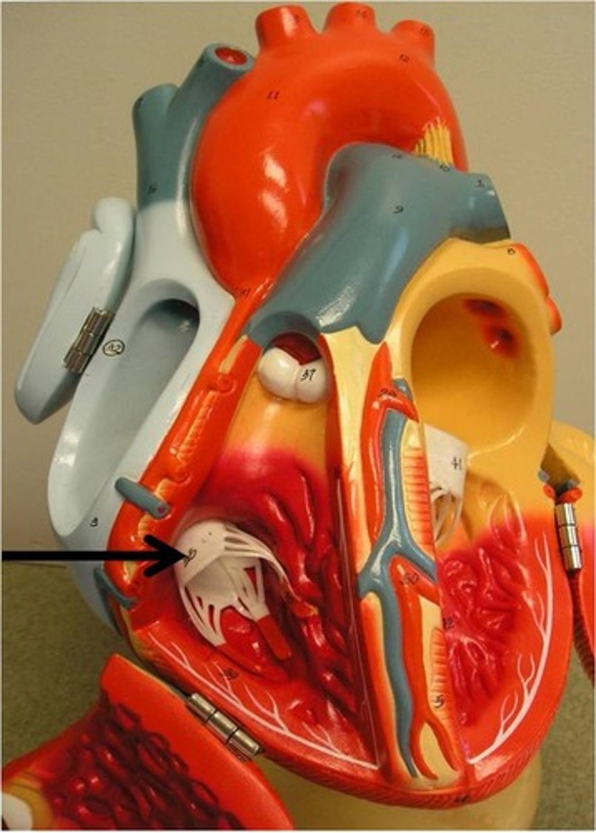 <p>atrioventricular valve on the right side of the heart; between right atrium &amp; right ventrical</p>