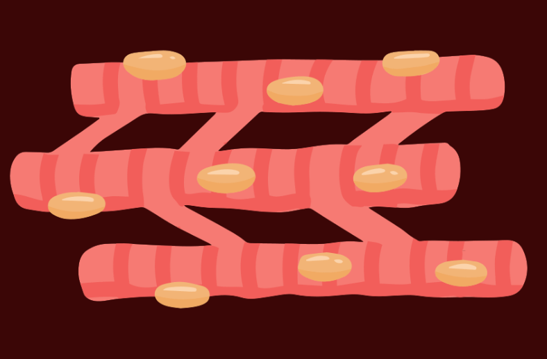 <ul><li><p>striated, branched & interconnected</p></li><li><p>involuntary - work on their own</p></li><li><p>these muscles continuously contract to pump blood through the heart </p></li></ul><p></p>