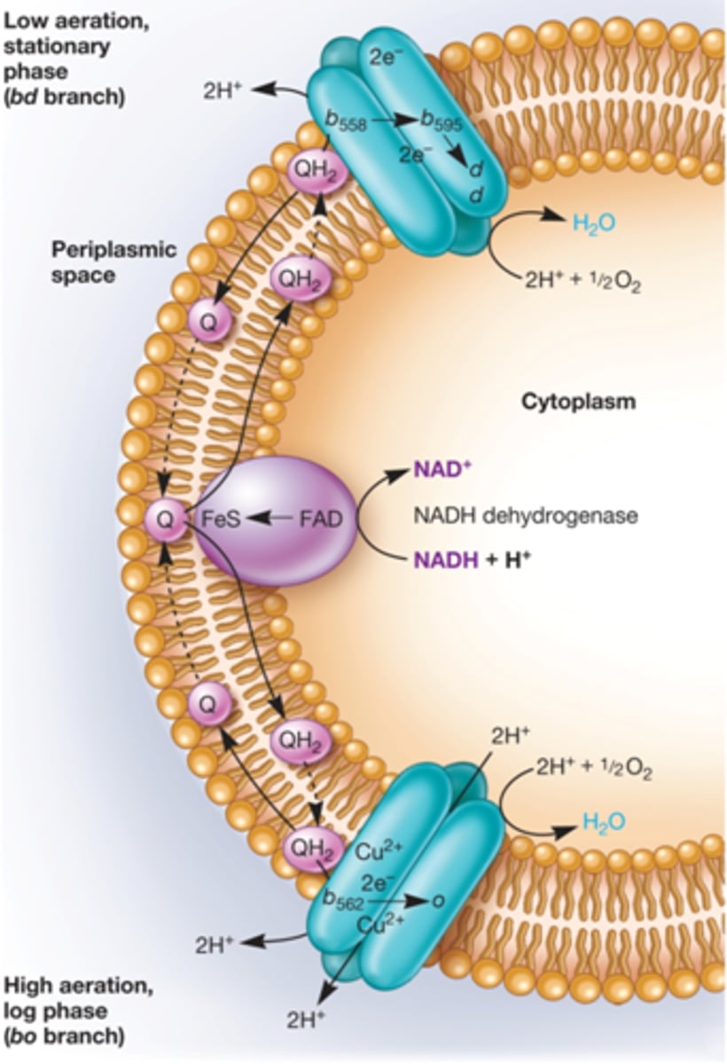 <p>stationary phase and low aeration, higher affinity for oxygen, moves fewer protons</p><p>NADH e' donor -&gt; NADH dehydrogenase -&gt; Quinone --&gt; cytochrome bd oxidase --&gt; O2</p>