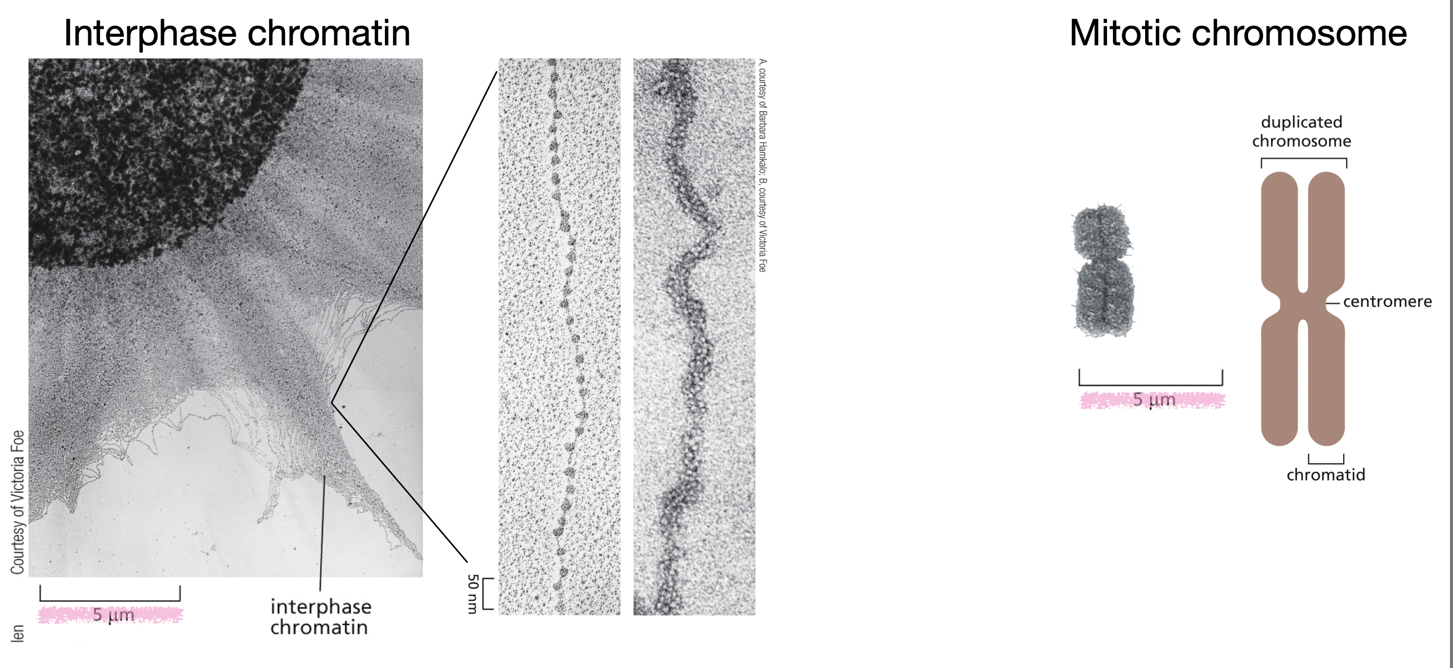 <p>Interphase chromosomes are in the form of chromatin (uncoiled), are transcriptionally active and participate in DNA replication, and located inside the nucleus </p><p>Mitotic chromosomes are condensed into distinct, visible chromosomes, not transcriptionally active, consist of two sister chromatids attached to a centromere, and are located in the cytoplasm (spindle area) after nuclear envelope breaks down. </p><p></p>