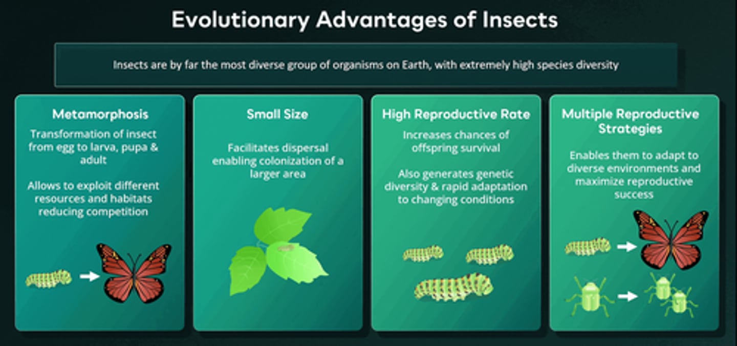 <p>D.Ability to thermoregulate</p><p>Insects are the group with the greatest species diversity. Several key evolutionary advantages have contributed to this diversity, including their ability to undergo metamorphosis, their small size, high reproductive rate, and a variety of reproductive strategies. However, insects are ectothermic, meaning their body temperature is controlled by the external environment, thus they cannot thermoregulate.</p>