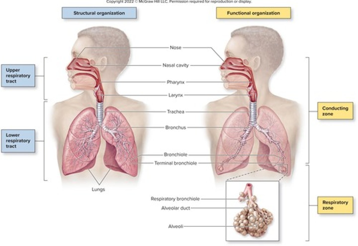 <p>Includes trachea, bronchi, bronchioles, alveoli.</p>