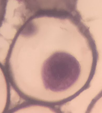 <p>stage of fertilization</p>