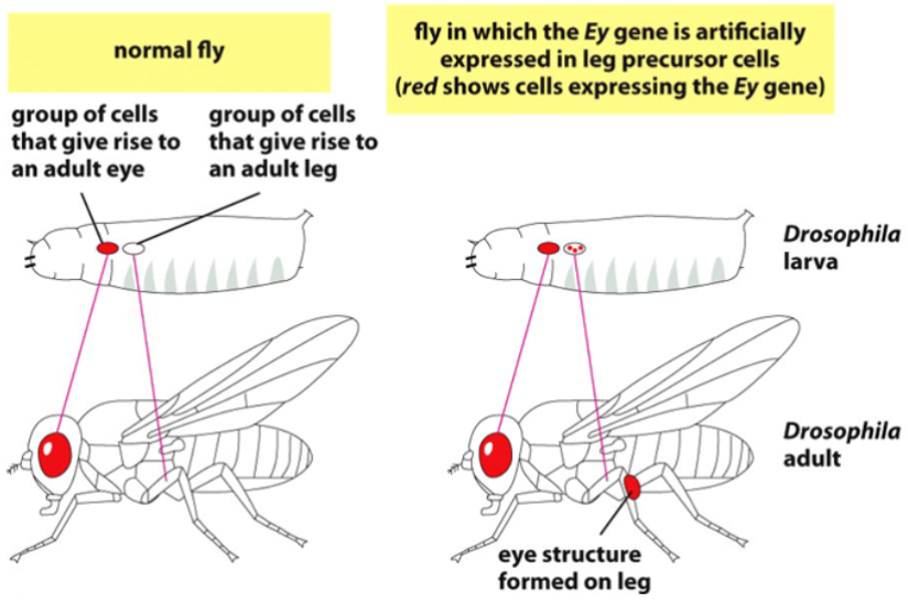 <p>Ey controls expression of many genes that are expressed in all cell types of the eye of Drosophila</p><p>(all of these genes contain the regulatory DNA sequence recognized by Ey, even if they serve different functions in the eye (e.g. eye cone vs eye lens))</p><p>if Ey gene is ectopically expressed in larval cells on the area that will eventually become a leg, an eye-like structure will develop on the leg</p><p><strong>summarized:</strong> Ey activates genes found in all eye cells. If Ey is moved to non-eye cells and forced to express, an&nbsp;“eye” will form (but non-functional)</p>