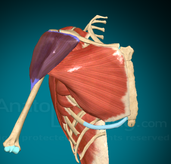 <p>What does the Deltoid do?</p>