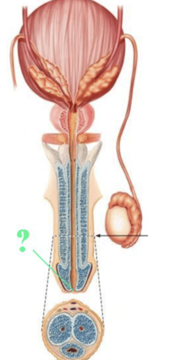<p>external urethral orifice</p>
