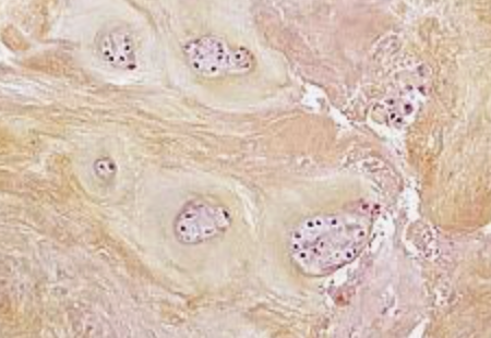 <p>what type of tissue is this?</p>