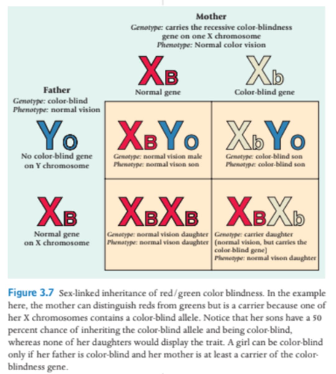 <p>If a male inherits an X chromosome with the color-blindness gene, he will be color-blind because the Y chromosome doesn't have a gene to counteract it.</p>