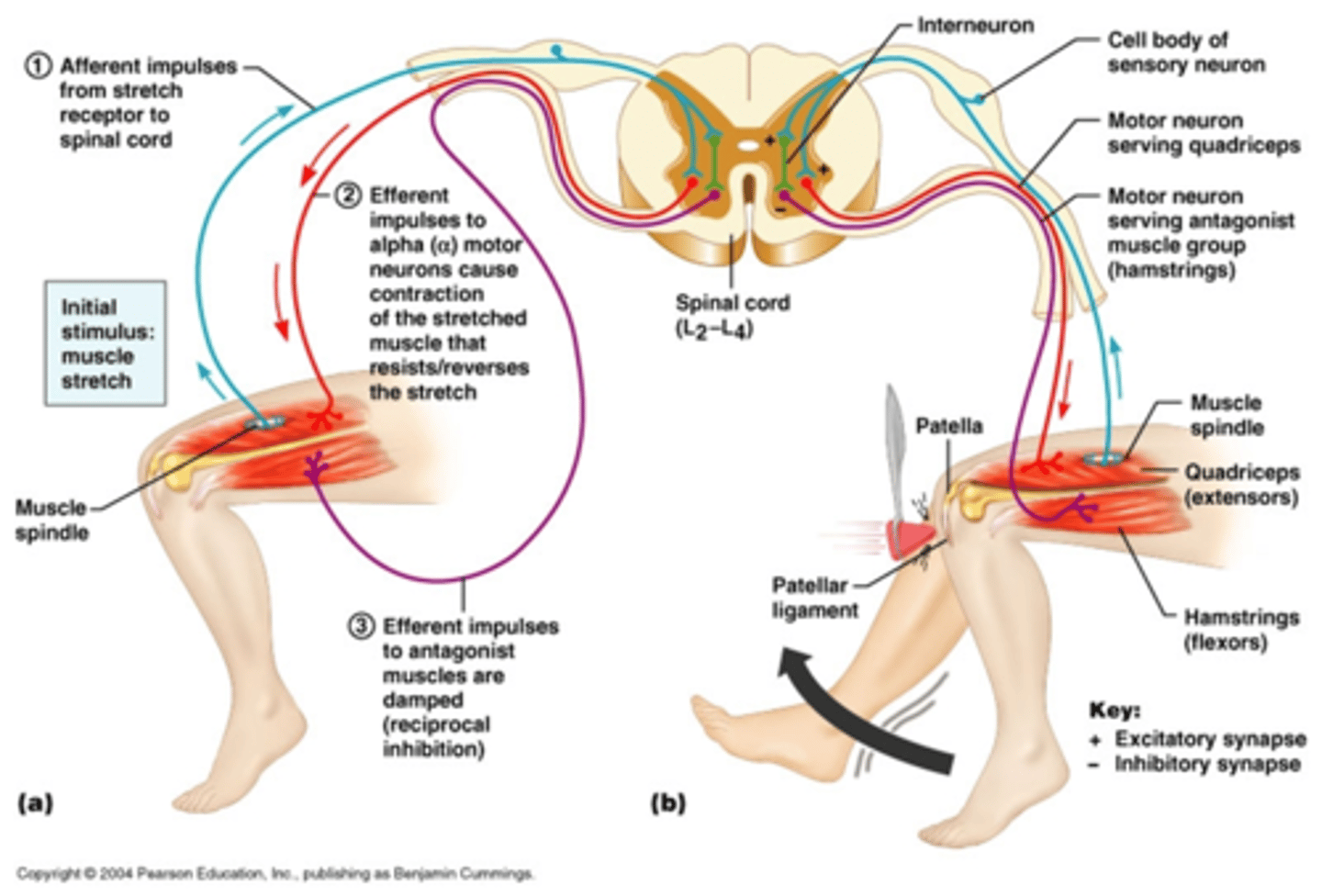 knowt flashcard image