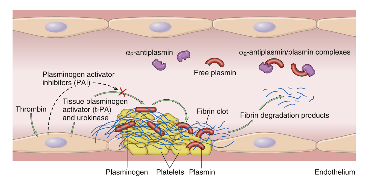 <p>Fibrinolys är ett system som reglerar och bryter ner tromben. Det sker då cirkulerande <strong>plasminogen</strong> klyvs till <strong>plasmin</strong> som bryter ner fibrin till bland annat D-dimerer.</p><p>Plasminogen aktiveras av <strong>faktor 12 </strong>eller via en plasminaktivator. Den viktigaste är tissue plasminogen activator<strong> (t-PA) </strong>från endotelceller.  </p>