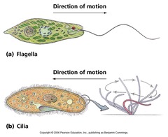 <p>Flagella are long projections on a cell used for motility. They are often found on single cell organisms but are sometimes present in larger organisms, such as on sperm.</p>