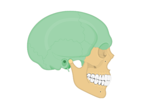 <p>What is the top, back, and sides of the skull?</p>
