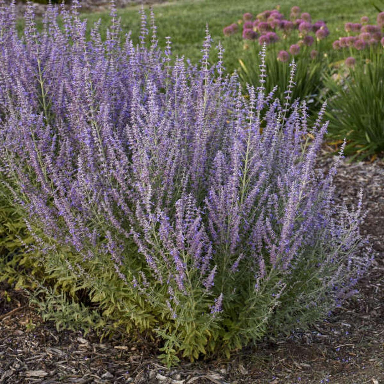 <p>Russian sage</p>