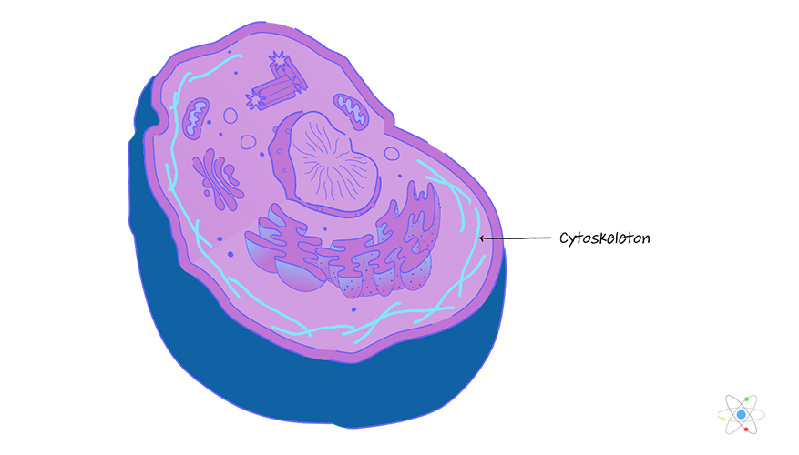 <p>are fibers that help give cells their shape and can be used to move items in the cell.</p>