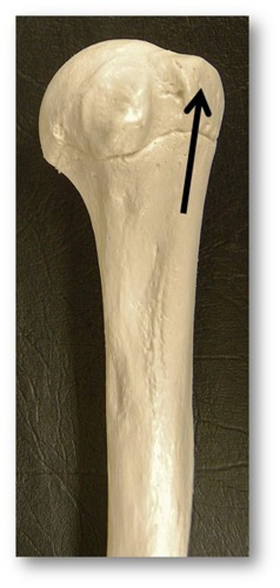 <p>Name this specific part of the humerus.</p>