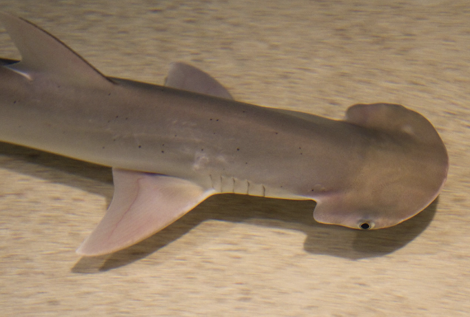 <p>It’s a bonnethead shark!</p><ul><li><p>Anterior (head) margin rounded or bonnetlike, without indentations</p></li><li><p>Shallow inshore water</p></li><li><p>Diet: Crustaceans, mollusks, fishes</p></li><li><p><strong>IUCN status: endangered</strong></p></li></ul><p></p>