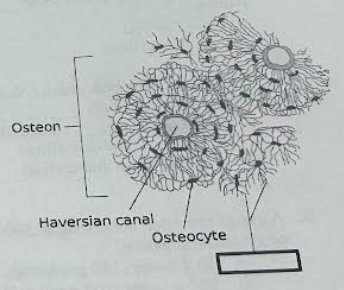 <p>In this diagram of compact bone from a transverse section of a typical long bone’s cortex, the missing label is for ___________, which are small channels that radiate from the lacunae to the Haversian canal to provide passageways through the hard matrix.</p><p>a. Volkmann’s canals</p><p>b. Canaliculi</p><p>c. Cement lines</p><p>d. Haversian canals</p>