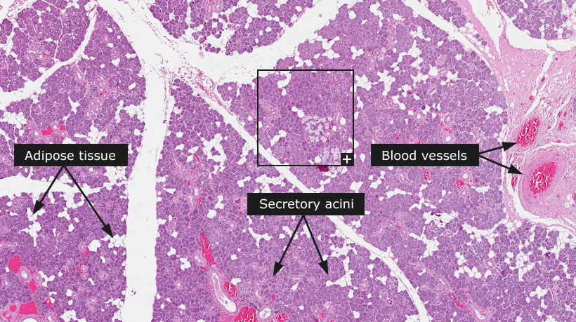 Multiple cells forming the gland (salivary)

\-Surrounded by supportive connective tissue that supplies blood and nerve fibers to the gland