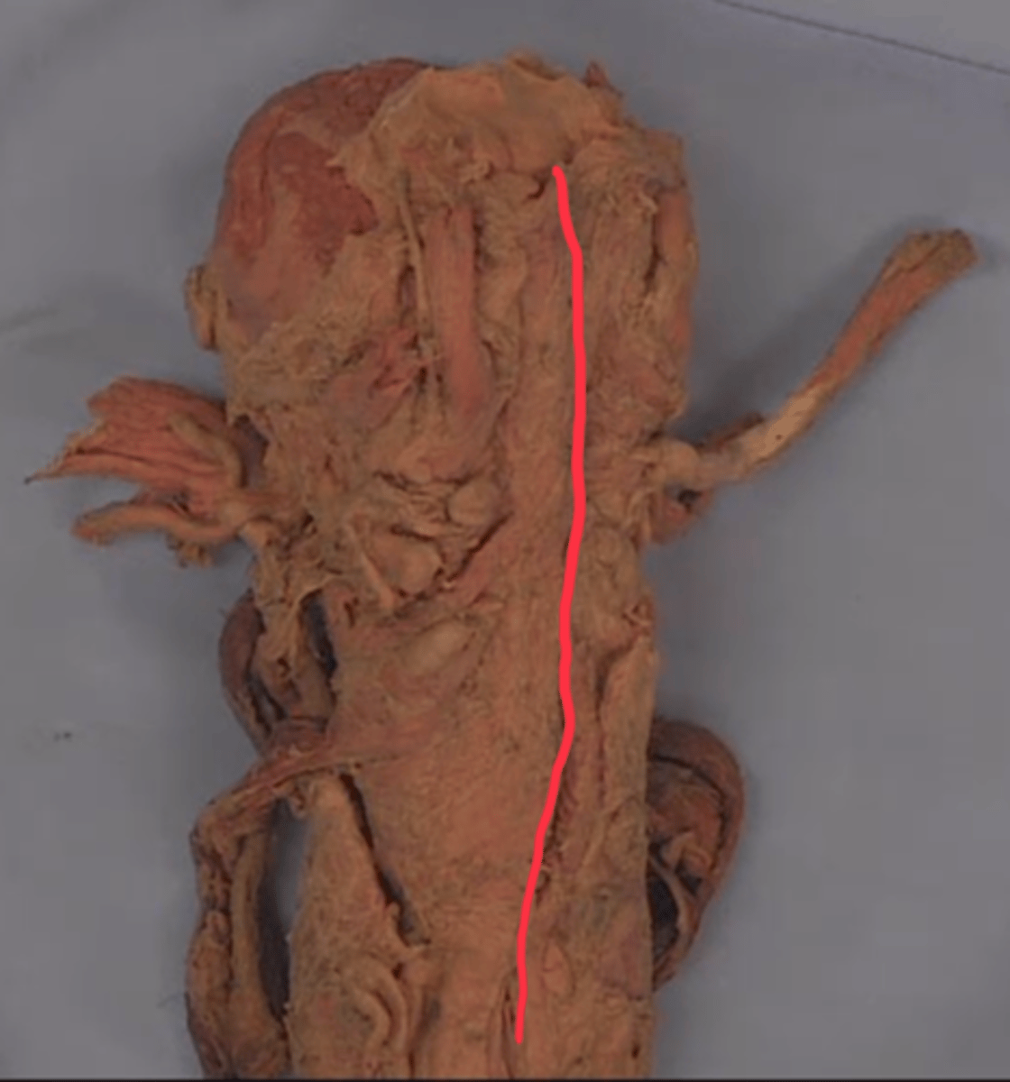 <p>What is this structure?</p>