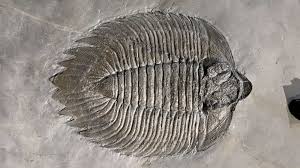 <p>Fossils</p>