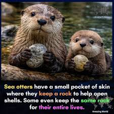 <p><span>A buildup of cerebrospinal fluid in the ventricular system causing potentially damaging increased pressure in the head.</span><span><br></span><span>Two base causes: the bloodstream is not fully absorbing the fluid due to a damaged filter</span><span><br></span><span>in the brain or the flow of fluid within the ventricles is blocked.</span></p><p class="MsoNormal"><span>Can be treated with a shunt- tube to drain fluid to different part of body</span></p>