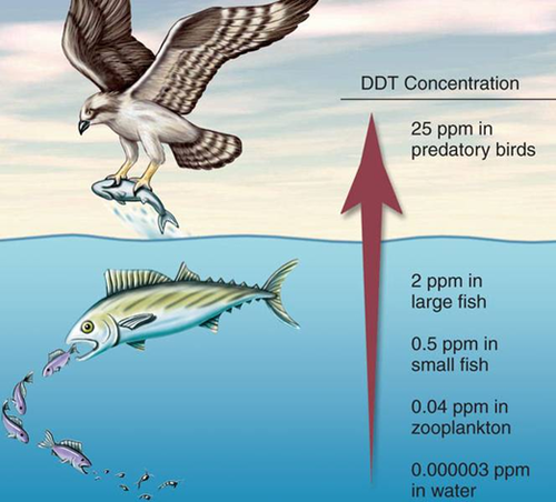 <p>Toxins accumulate so their concentration increases as you go up the food chain</p><p>biomass at any given trophic level is produced from a much larger biomass ingested from the level below top-level carnivores tend to be most severely affected by toxic compounds in the environment.</p><p>ex DDT, chemical used to control insects such as mosquitoes and agricultural pests lead to decline in the populations of pelicans, ospreys, and eagles</p>