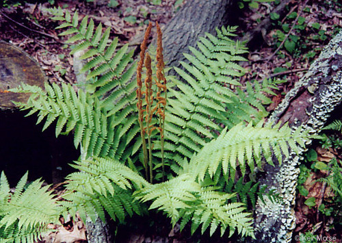 Family: Osmundaceae
Common: cinnamon fern
Range: native to Eastern NA
Habitat: bottomlands, moist flatwoods, not flooded areas
Height: Up to 5ft
~fern, rhizotamous, forms colonies
Pinnae: looks pinnately compound because pinnae are alternate, with divided pinules. 
Produce reproductive fronds with their spores concentrated. 
TOL: high shade, low fire, mod flood and drought
