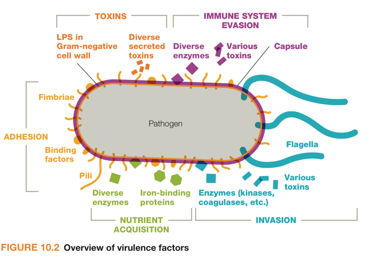 <p>They are molecules produced by pathogens (bacteria, viruses or fungi or parasites) that enhance a microbe’s ability to cause disease. By helping them attach, invade and hide, evade and damage tissue.</p>