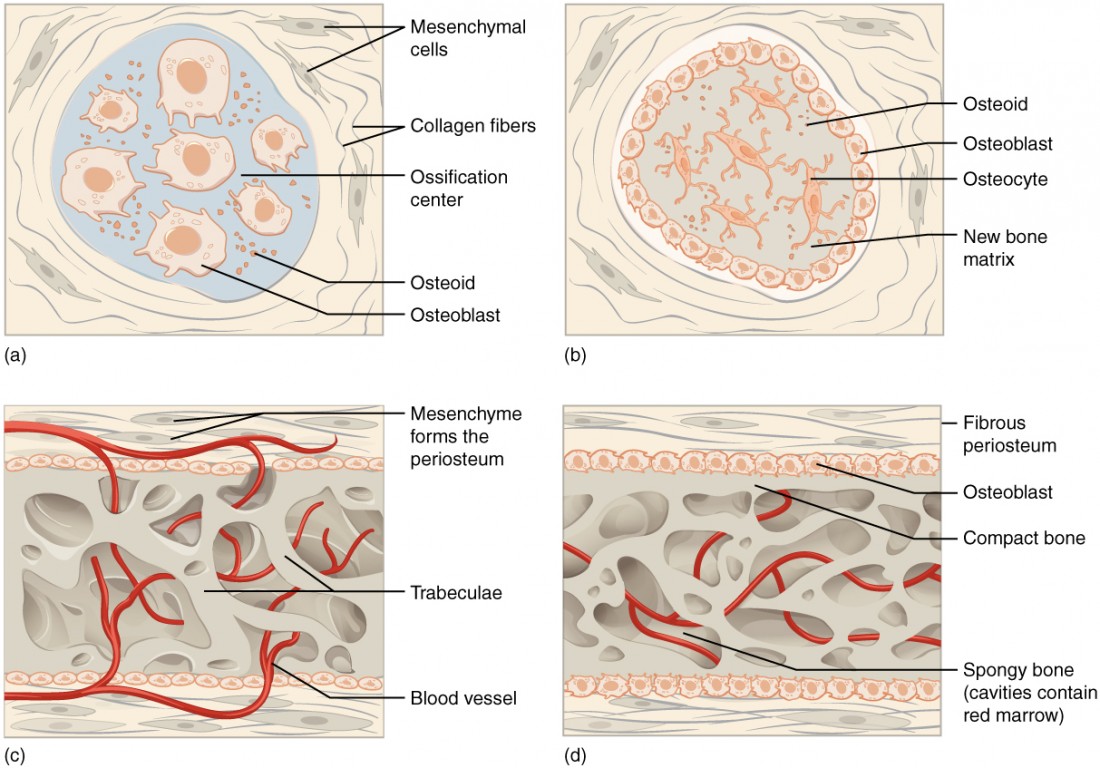 <p>clusters of osteoblasts found in the early stages of intramembranous ossification</p>