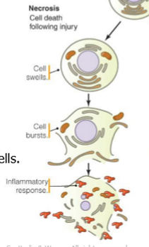 <ul><li><p>cell swells </p></li><li><p>no chromatin condensation</p></li><li><p>no DNA laddering </p></li><li><p>cellular rupture </p></li><li><p>inflammatory response </p></li><li><p>typically affects groups of cells </p></li></ul><p></p>