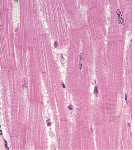 <p>Name the tissue</p>