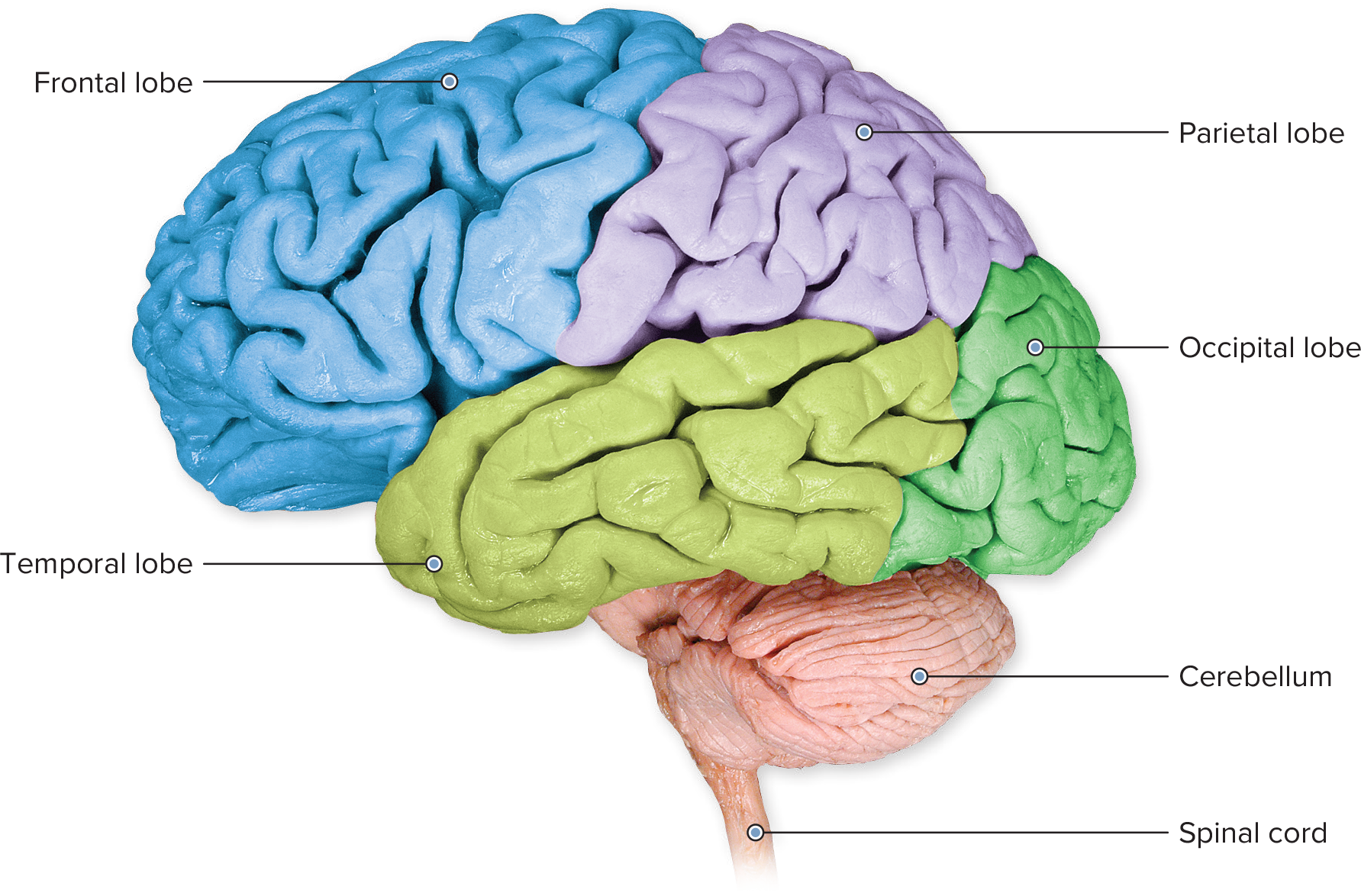 <p>cerebrum</p>