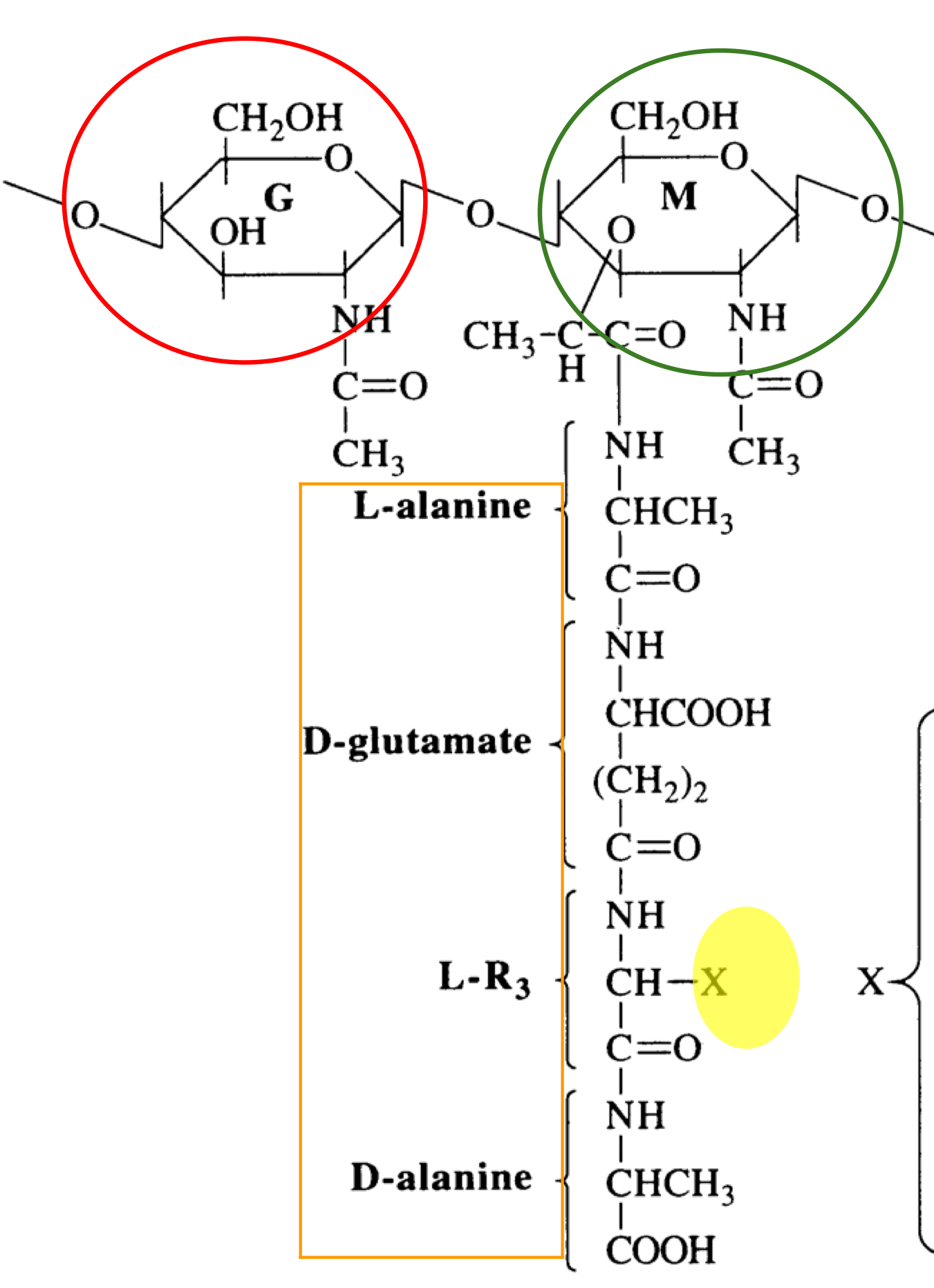 <p>What is this structure of?</p>
