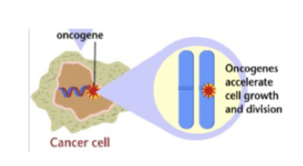 <p>L#16: Increased growth signaling</p><p>Contrast proto-oncogenes and oncogenes.</p>