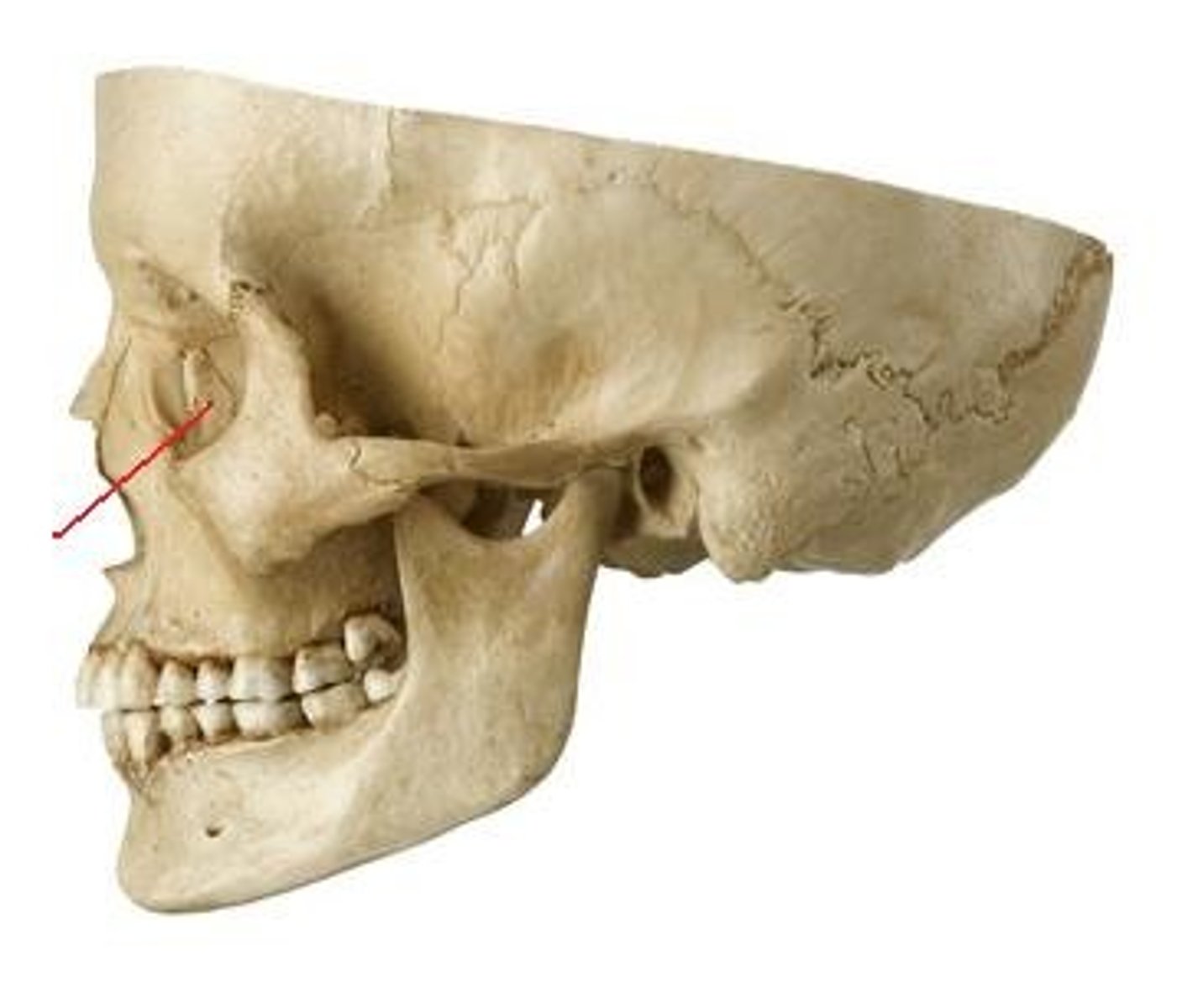 <p>small rectangular bone making up part of the front inner walls of each eye socket</p>
