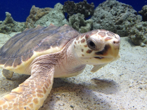 <p>The <strong>sea turtles</strong>, diets vary, NOT much nesting in AL, legs and feet are flippers, <strong>turtle excluder devices</strong> (TED) </p>