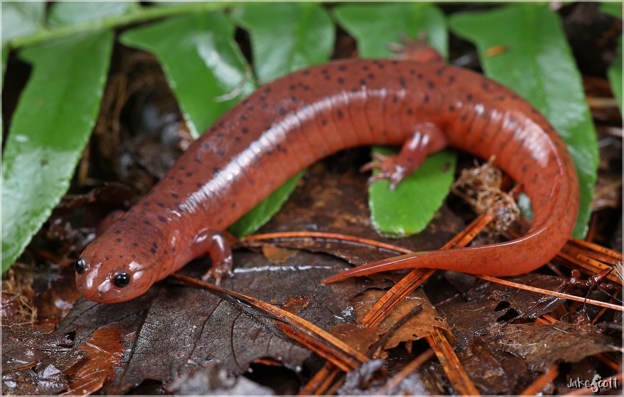 <p>Mud Salamander</p>