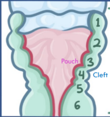 <p>Arches: </p><ul><li><p>main portion containing mesenchymal tissue, muscle, bone, nerves</p></li></ul><p>Clefts:</p><ul><li><p>external surface of each pharyngeal arch</p></li></ul><p>Pharyngeal pouches</p><ul><li><p>located internally and opposite to clefts</p></li></ul><p></p><p></p>