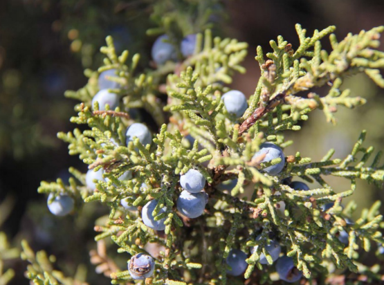 <p>fleshy-coned junipers</p>