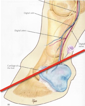 <p>what is desensitized in a palmar/plantar nerve block</p>