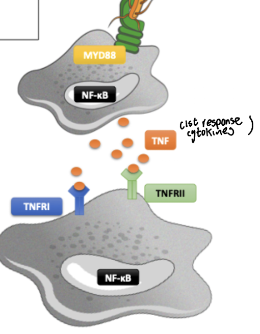 <p>They are more like a wave, <strong>where one molecule produced through a certain pathway <u>can activate the same pathway in other ways</u></strong></p><p><strong><mark data-color="green" style="background-color: green; color: inherit;">Eg. TNF-NF-kB </mark></strong></p>