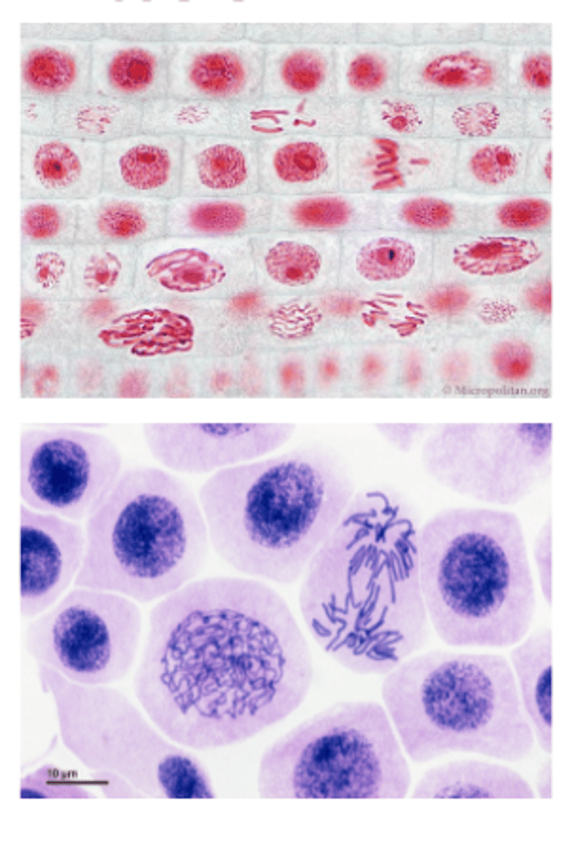 <p>A type of asexual reproduction that occurs in eukaryotes when a parent cell copies the DNA and divides to produce two identical daughter cells typical of ordinary tissue growth and repair</p>