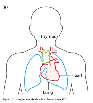 <p>- T cells migrate from bone marrow to thymus</p><p>- Complete development in thymus</p><p>- Mature (but naive) T cells that have not seen foreign antigen before leave the thymus and begin to circulate</p><p>Upon activation by APC and antigen, they become effector T cells:</p><p>- Helper CD4+ T cells (Th) coordinate entire adaptive response - activate CTLs and B cells</p><p>- Cytotoxic/killer CD8+ T cells (Tc cells or CTLs) are professional killing cells - viruses and tumours</p><p>- during activation, some Th cells and Tc cells develop into relatively inactive - long-lived memory T cells</p>