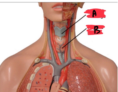 <p>B</p>