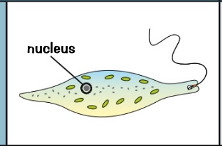 <ul><li><p>single celled microscopic</p></li><li><p>some have chloroplasts</p></li><li><p>some like animal cell</p></li><li><p>some like plant cell</p></li></ul><p>e.gs:</p><ul><li><p>chlorella (plant)</p></li><li><p>amoeba (animal)</p></li></ul>