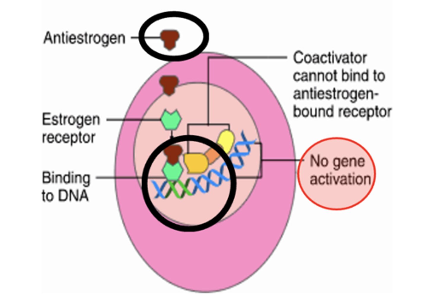 <p>ICI 182,870 (FASLODEX)</p><p>- pure estrogen antagonist</p><p>- effective in treating tamoxifen-resistant tumors</p>