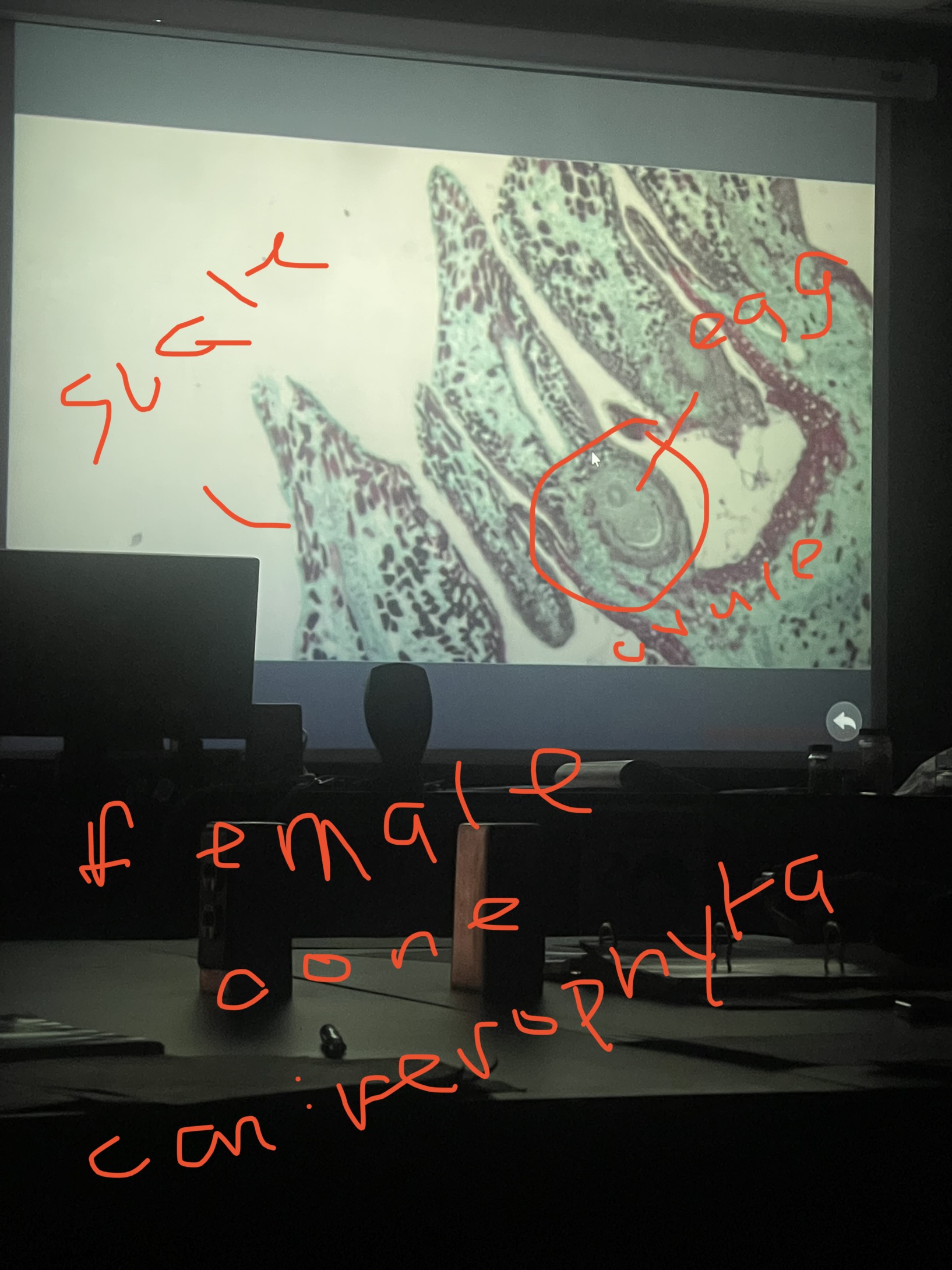 Name the phylum and review 