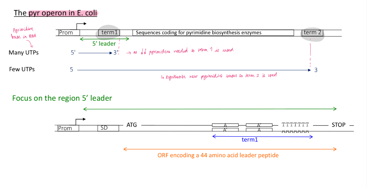 <p>pyr operon in e.coli</p><p>the operon codes for pyrimidine bases (UTP) in RNA&nbsp;</p><p>the operon had 2 terminators Term1 and Term2</p><ul><li><p>at the beginning of the operon there is a sequence that’s codes for&nbsp;</p></li></ul><p></p>