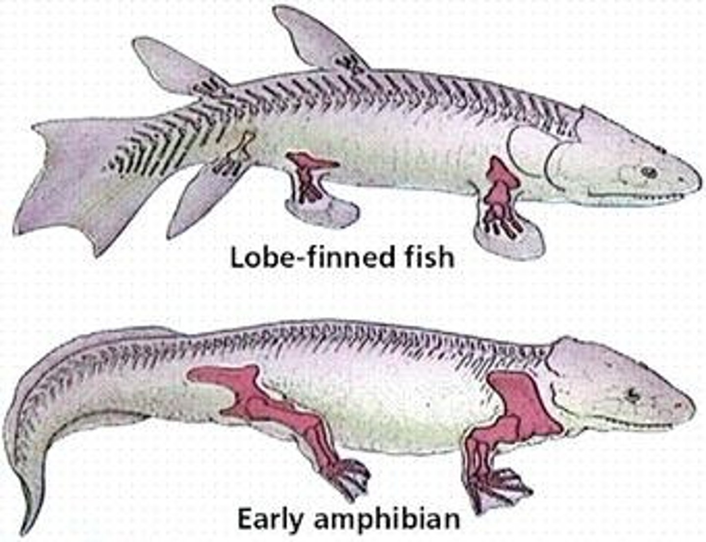 <p>Some use lungs instead of gills - give rise to land dwelling tetrapods.</p>