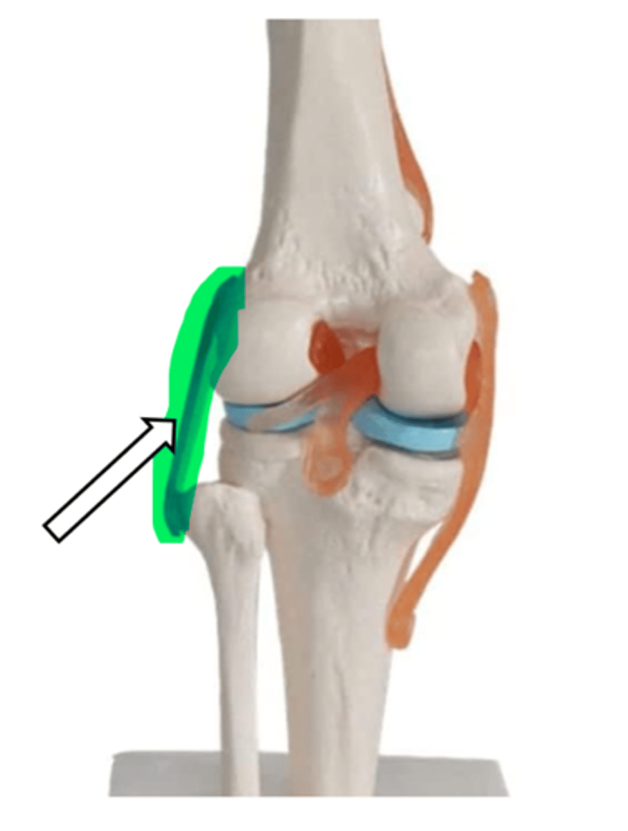 <p>name the articulation/joint</p>